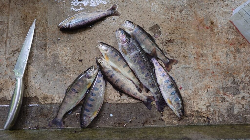 渓流釣り場ようらくヤマメ