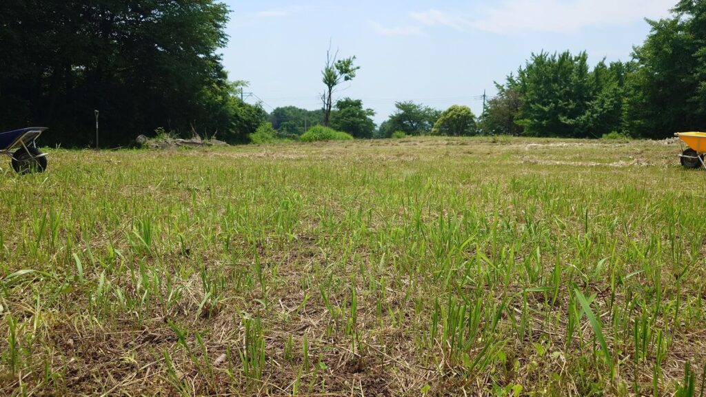 すぐに伸びる草