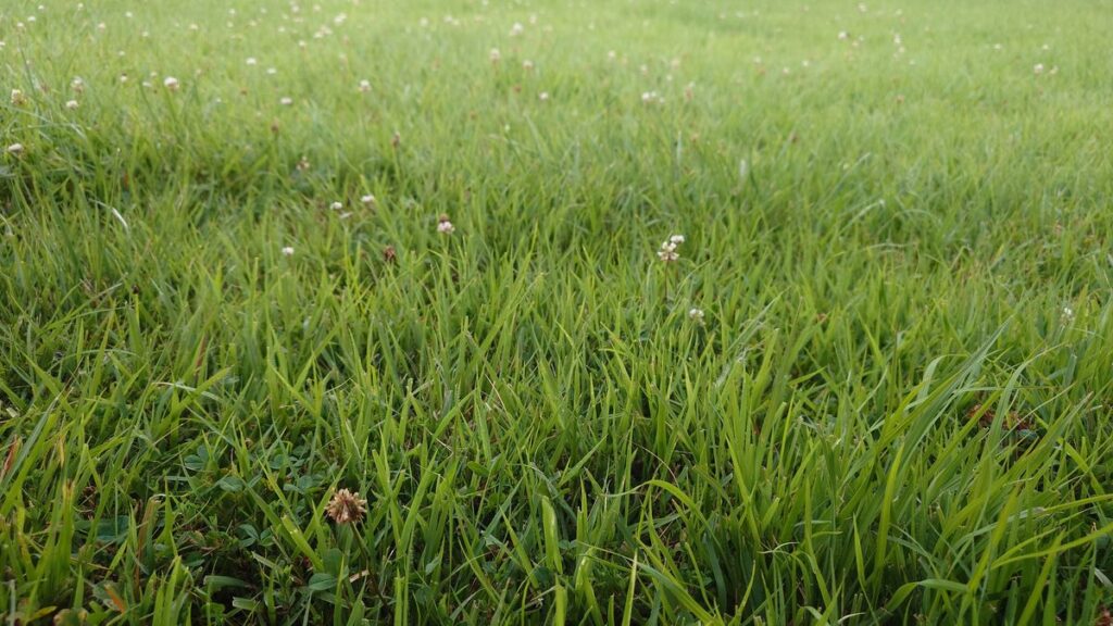 芝サイトの草丈は高め