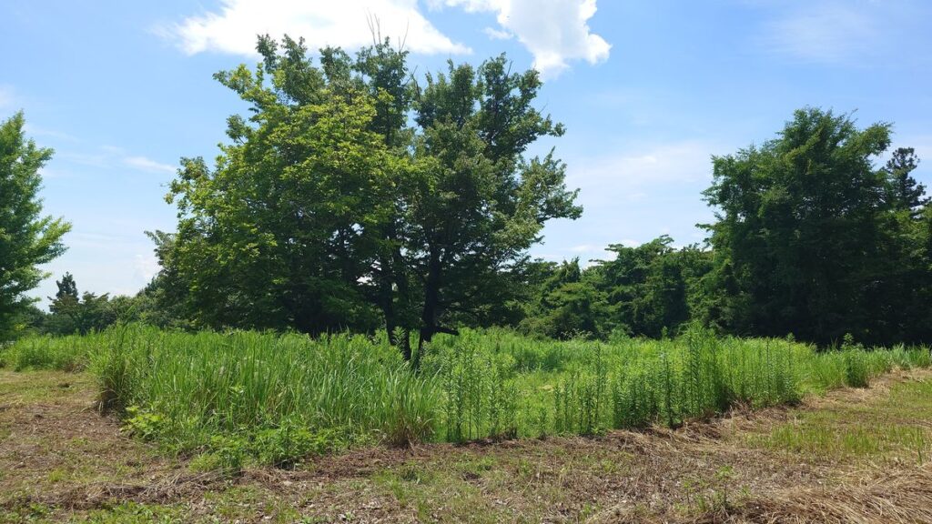 オートキャンプ場ナイトビューあかぎ最上段エリア作業前