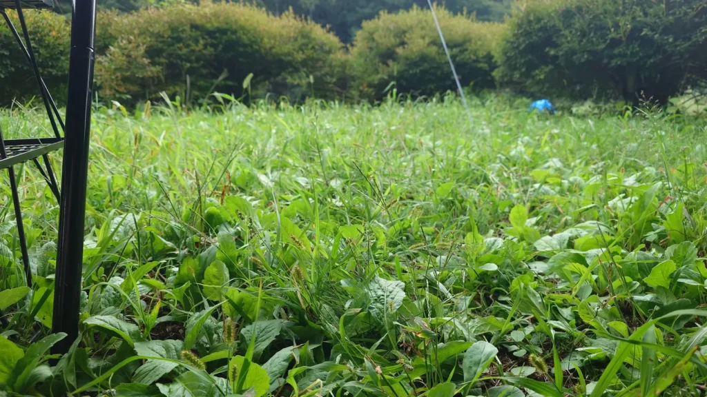 尾瀬金井沢キャンプ場草地サイトの草