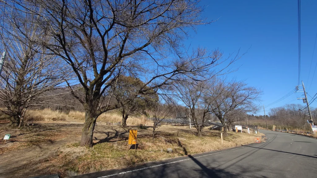 オートキャンプ場ナイトビューあかぎ街道沿いの桜その2
