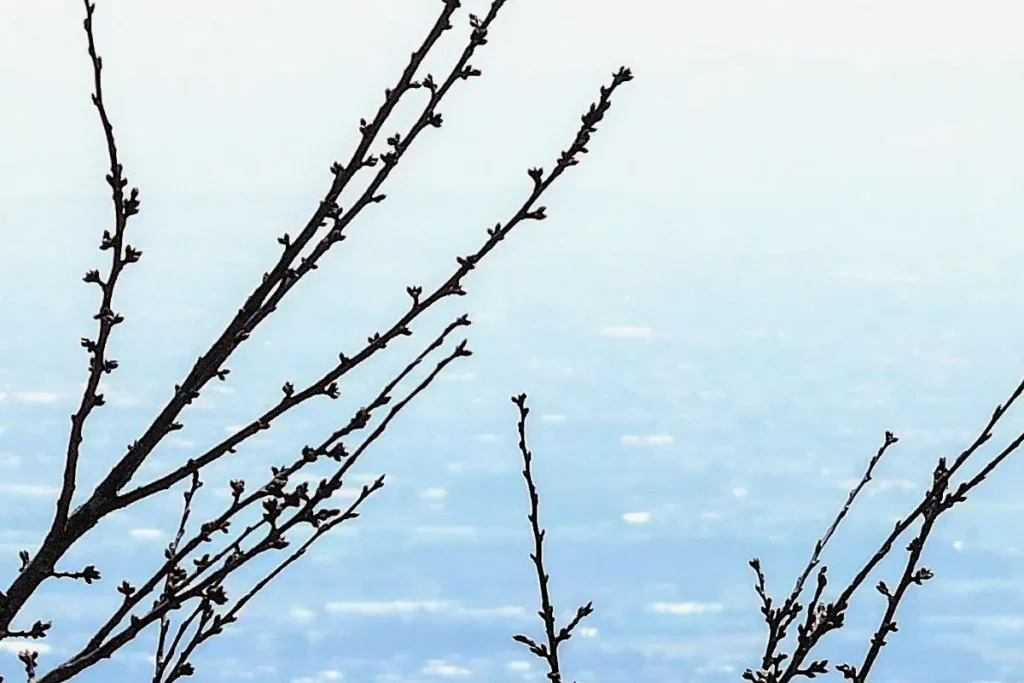 桜の枝