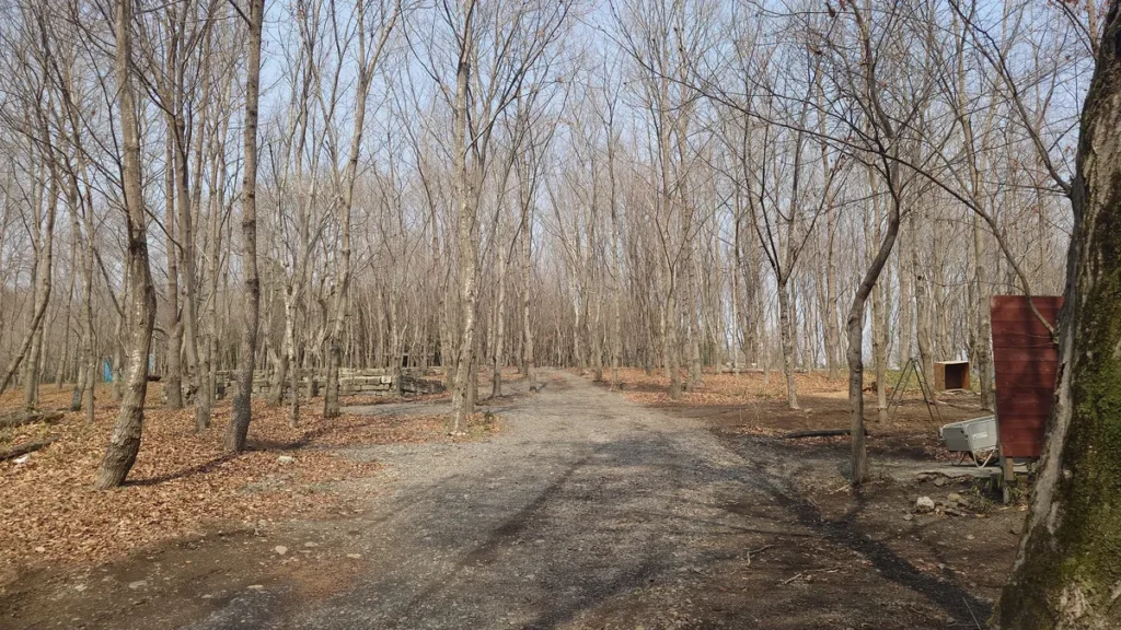 フォレストパークおいらの森ライトフォレスト