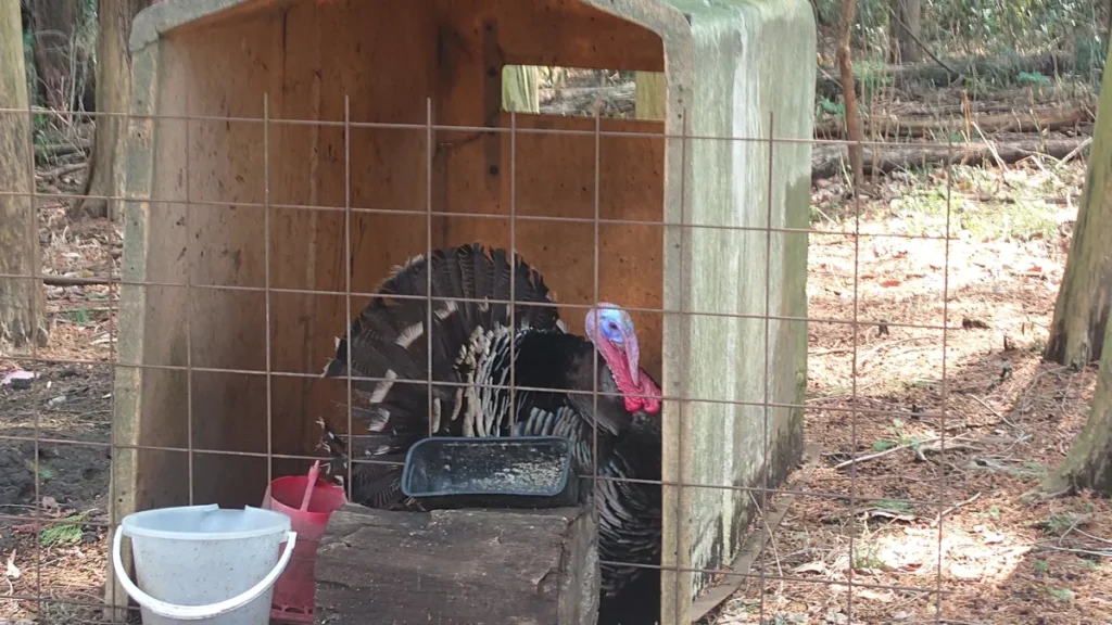 フォレストパークおいらの森七面鳥