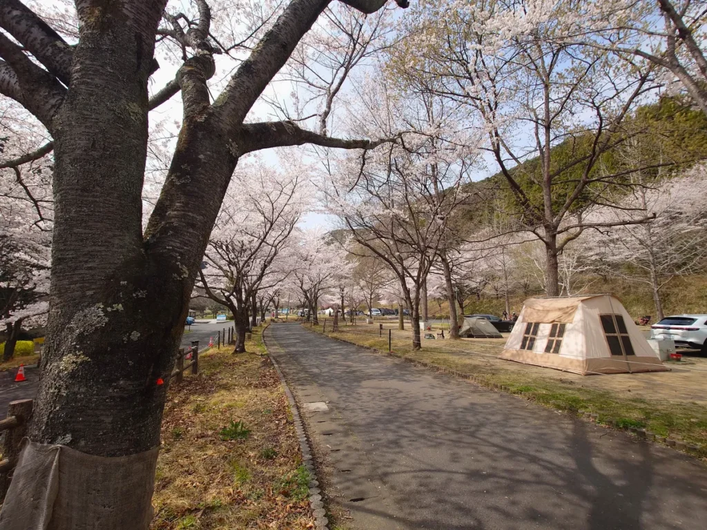 RECAMP足利リバーサイドエリア桜満開