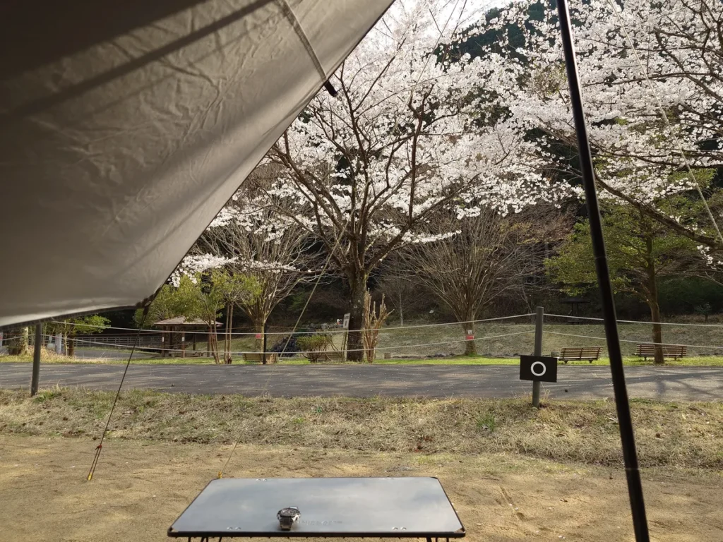 自サイトから見た桜