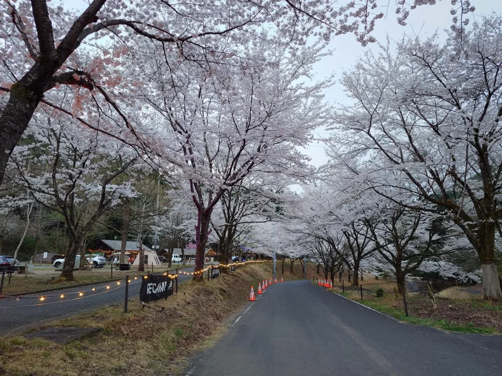 RECAMP足利田桜のトンネル