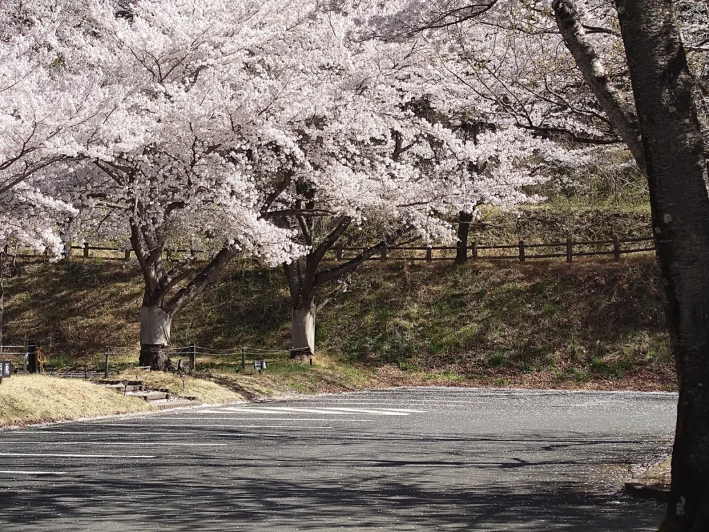 RECAMP足利桜吹雪