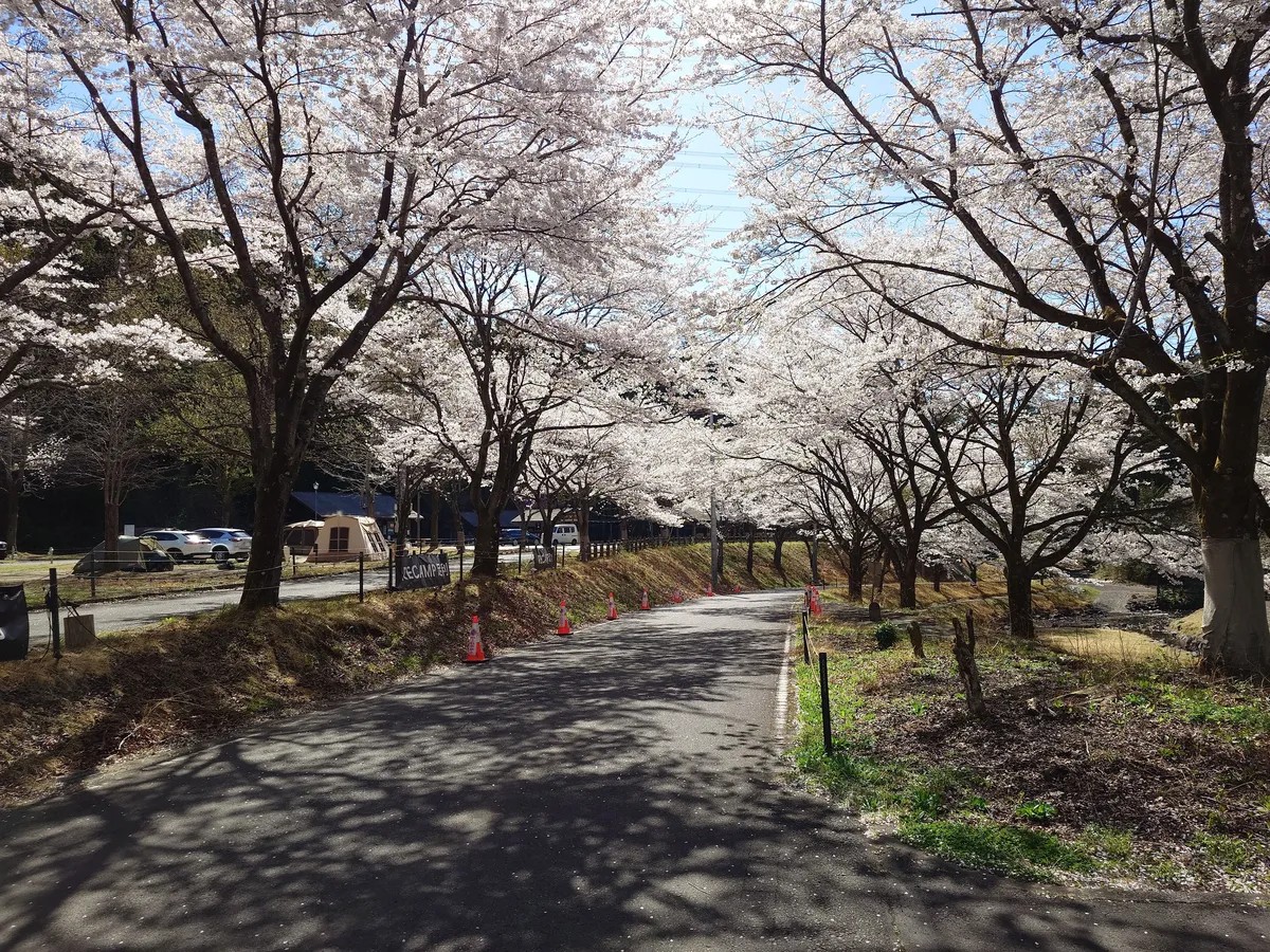 RECAMP足利桜の季節