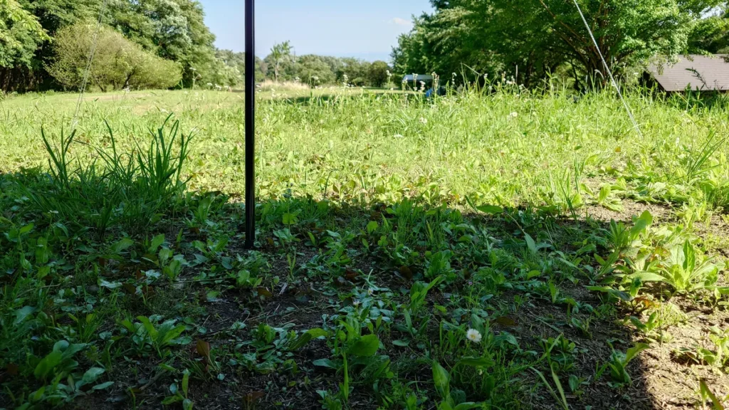 オートキャンプ場ナイトビューあかぎ林間サイトの伸びた草