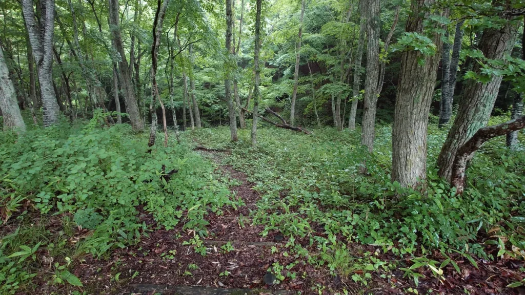 白滝沢へ下る道