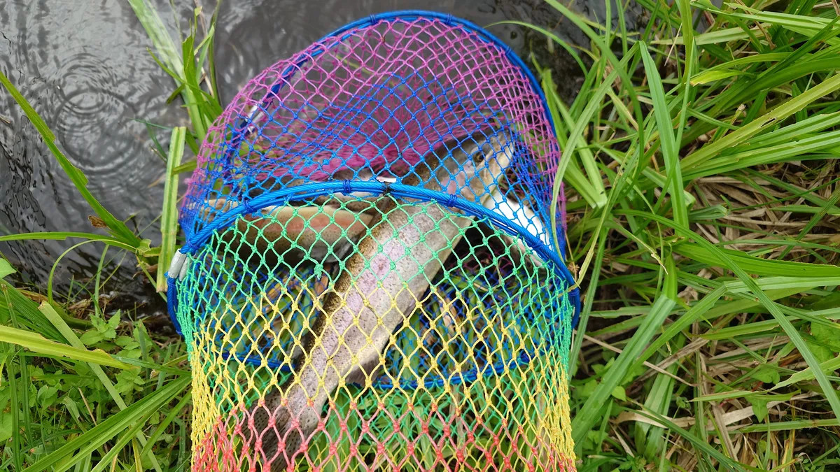 バラギ湖フライフィッシング釣果