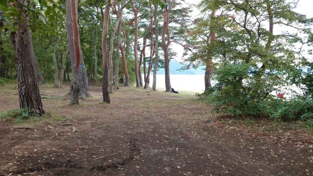 湖南七浜舟津浜松林