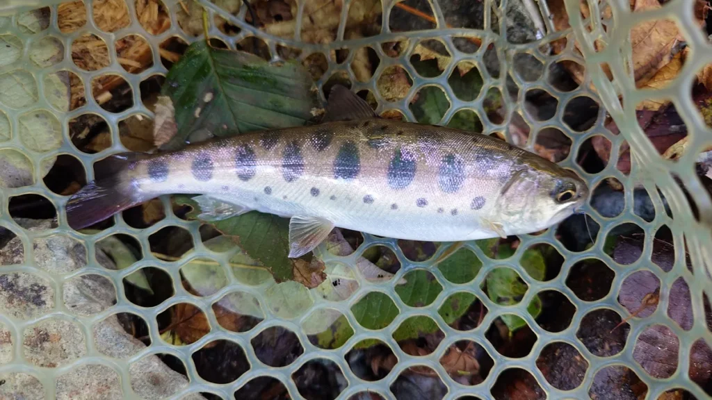 釣り上げたヤマメ