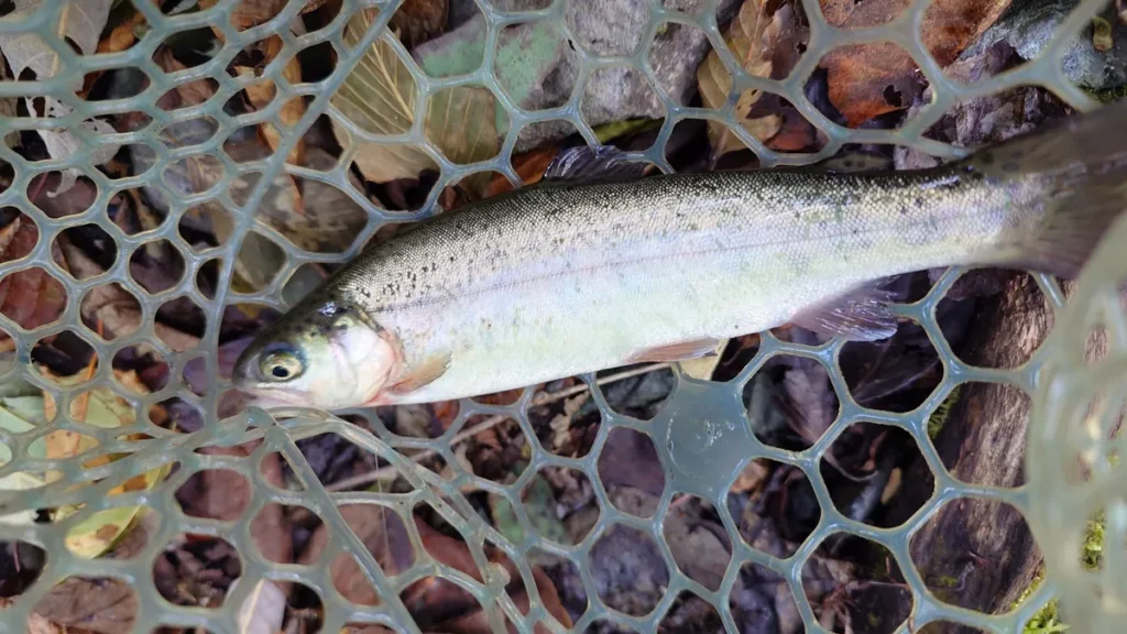 釣り上げたニジマス