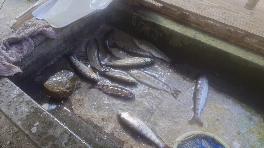 釣り上げた魚たち