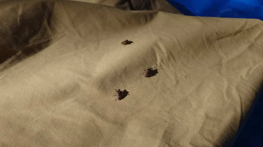 テントの着いたカメムシ