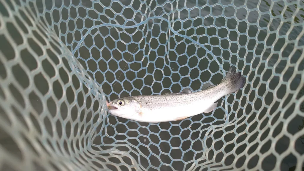 バラギ湖釣果１