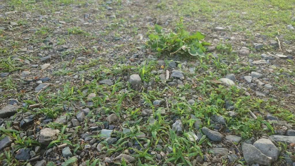 ともえ川Park地面の様子