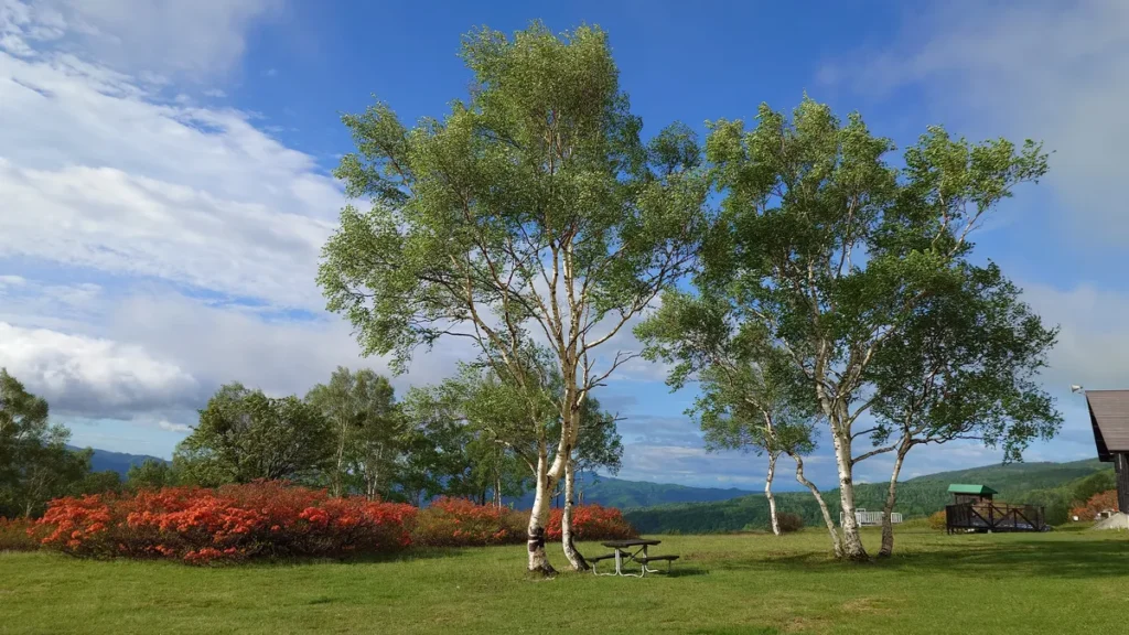 OZE-HOSHISORA GLAMPING&CAMP RESORT フリーサイト