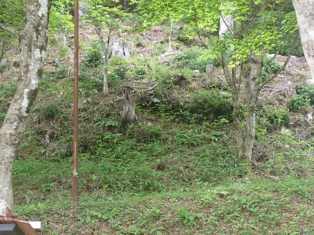 竜神の滝遊歩道ニホンカモシカかも