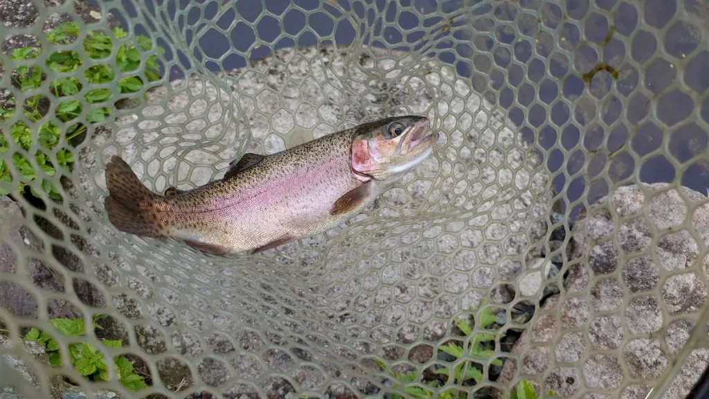 釣り場恵比寿で釣りあげたマス01