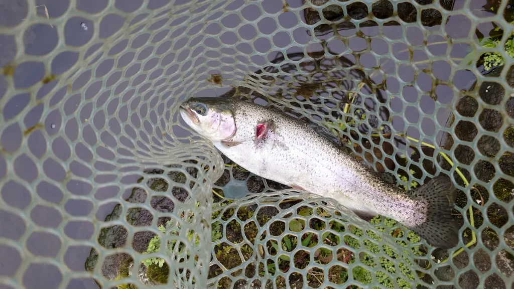 釣り場恵比寿で釣りあげたマス02