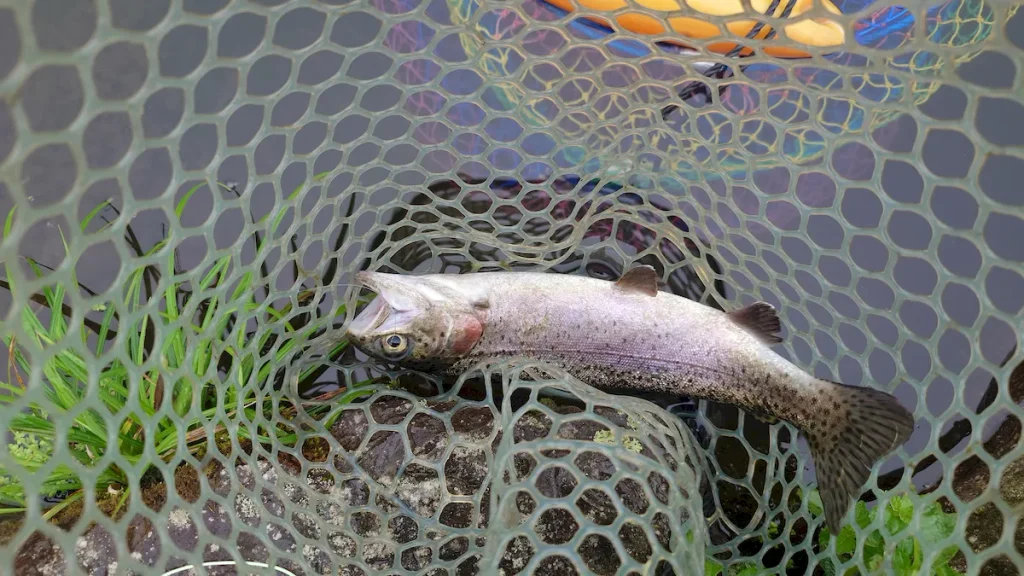 釣り場恵比寿で釣りあげたマス04