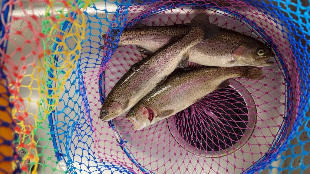 釣り場恵比寿最終釣果